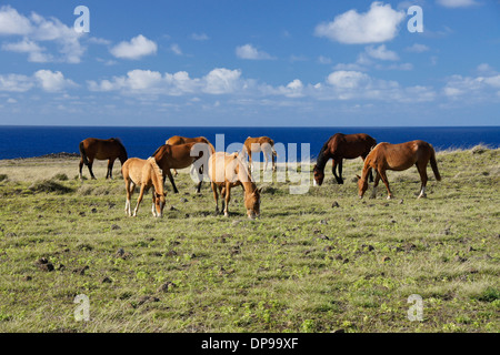 Pferde frei herumlaufen auf der Osterinsel, Chile Stockfoto