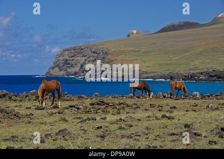 Pferde frei herumlaufen auf der Osterinsel, Chile Stockfoto