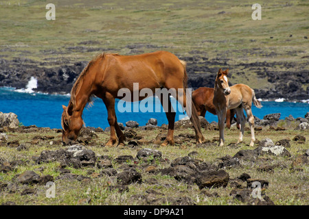 Pferde frei herumlaufen auf der Osterinsel, Chile Stockfoto