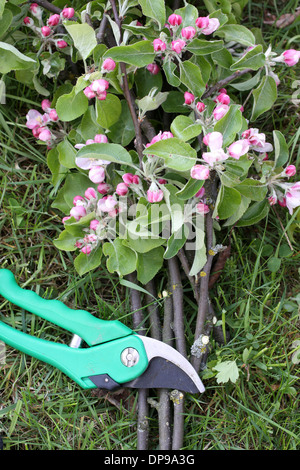 Gartenschere mit Apfel-Niederlassungen und Apfelblüten Stockfoto