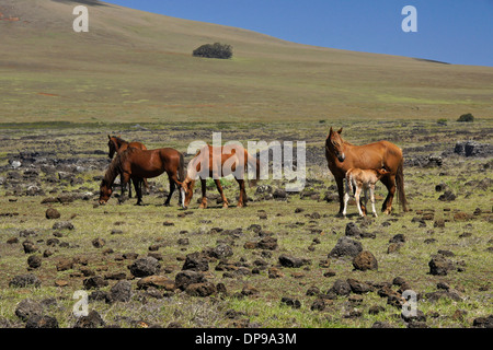 Pferde frei herumlaufen auf der Osterinsel, Chile Stockfoto