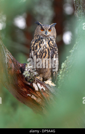 Eurasische Uhu, Bubo Bubo in einer Tanne Stockfoto