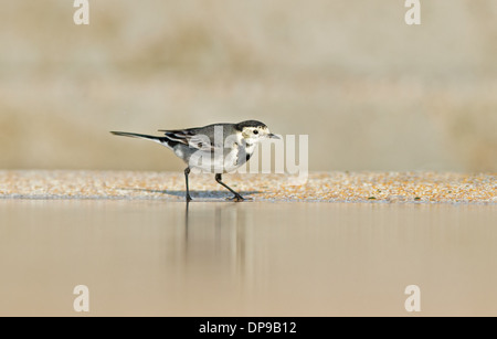 Weibliche Pied Bachstelze-Motacilla Alba. UK Stockfoto