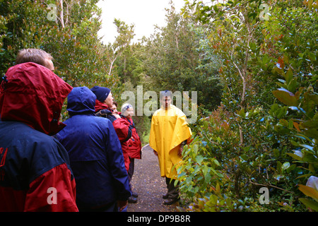 Parque Aiken del Sur bewahrt einen Teil der ursprünglichen Wälder in der Nähe von Puerto Chacabuco, Chile Stockfoto