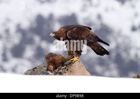 Goldener Adler, Aquila Chrysaetos mit Beute Stockfoto