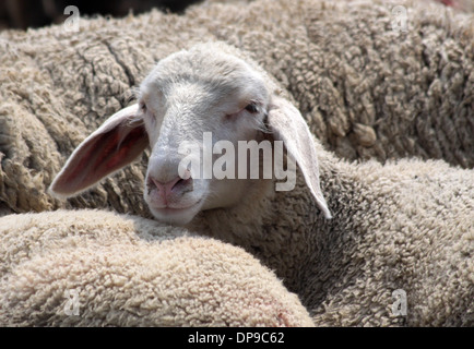 Schafherde im Taunus in Deutschland Stockfoto