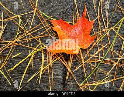 Ahornblatt Stockfoto