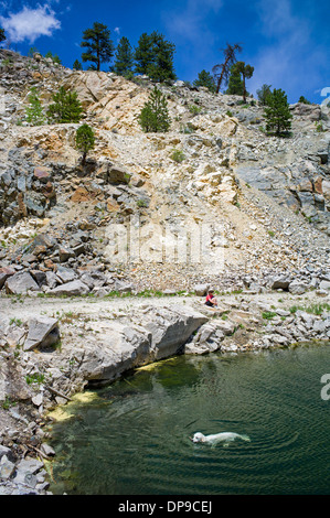 Frau Uhren Platin farbige Golden Retriever schwimmen in verlassenen mine Steinbruch in der Nähe von Revolver, zentralen Colorado, USA Stockfoto