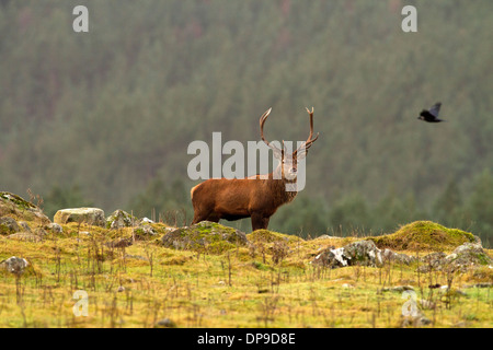 Rotwild-Hirsch im schottischen Hochland Stockfoto