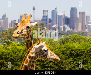 Giraffen im Taronga Zoo in Sydney, Australien mit der Stadt hinter Stockfoto