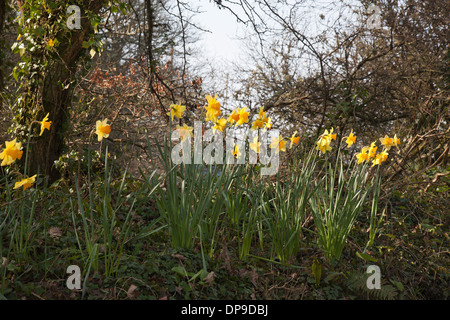 Narcissus - Narzissen wachsen wild auf einer Bank neben der Straße, Cornwall, UK Stockfoto