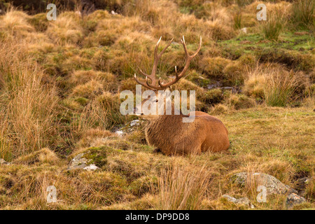 Rotwild-Hirsch im schottischen Hochland Stockfoto