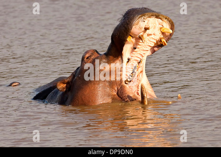 Nilpferd zeigt seine Zähne in das Wasser mit dem Mund offen weit Stockfoto