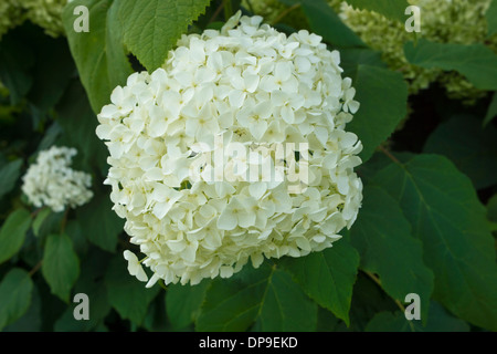 Nahaufnahme einer großen Blüte der weißen Hortensie. Stockfoto