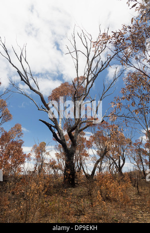 Reste des Waldes und verbrannte Bäume nach einem Buschfeuer in den Blue Mountains von New South Wales, Australien Stockfoto
