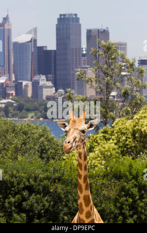 Giraffe im Taronga Zoo mit Geschäftsviertel in Sydney, Australien hinter Stockfoto