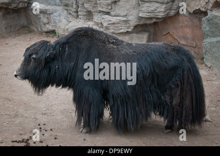 BOS Mutus oder Bos Grunniens - inländische Yak Stockfoto