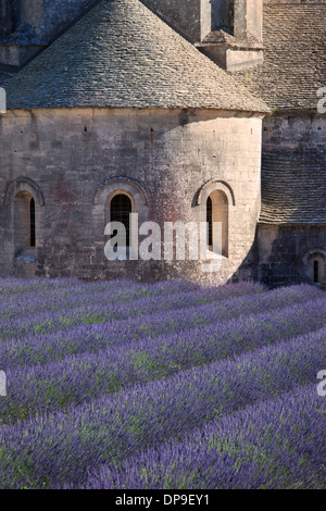 Reihen von Lavendel zu Abbaye de Senanque in der Nähe von Gordes im Luberon, Provence Frankreich Stockfoto