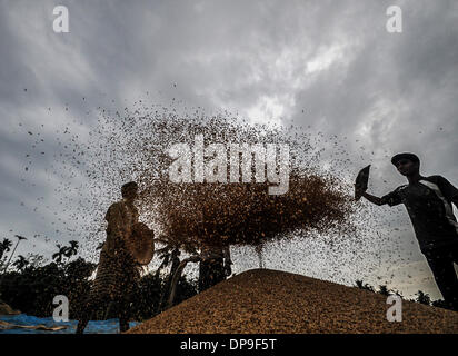 28. Mai 2013 - Jirania, Tripura, Indien - Bauern sind Staub und unerwünschte Dinge aus Reis in Jirania, 10 km entfernt von Agartala Stadt Reinigung. Das Rice Research Board finanziert mehrere Forschungsprojekte von 1979 bis 1983, wirtschaftliche finden für Reisstroh verwendet. Das Hauptziel dieser Projekte war zu verringern oder zu beseitigen Reisstroh verbrennen als Mittel zur Verfügung. Verwendungen für Stroh, die untersuchten enthalten Futtermittel, Herstellung von Faserplatten, Energieerzeugung, Umwandlung in Zucker Sirup und Hefe Protein und Herstellung von Zellstoff für Papier und für verschiedene industrielle Produkte. (Kredit-Bild: © Abhi Stockfoto