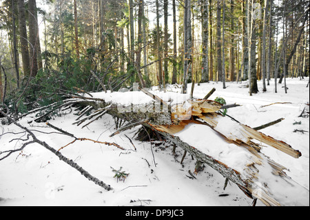 Pinienwald mit einem Tannenbaum Riss nach einem Wintersturm Stockfoto