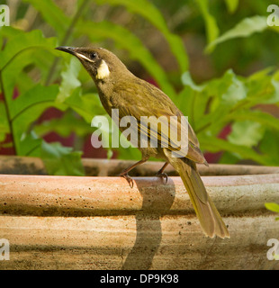 Australische Lewin Honigfresser Meliphaga Lewinii, am Rand des Terrakotta Vogeltränke im subtropischen Garten Stockfoto