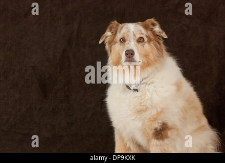 Australian Shepherd Hund sitzt geduldig vor dem dunklen braunen Hintergrund. Stockfoto