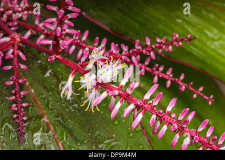 Closeup weiße Blume auf grünen Blättern, Cordyline fruticosa Stockfoto