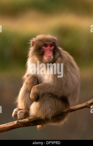 Japanischen Makaken; Snow Monkey; Macaca Fuscata sitzen Stockfoto