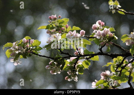 Apfelblüten und Apple Knospen im Frühling Stockfoto