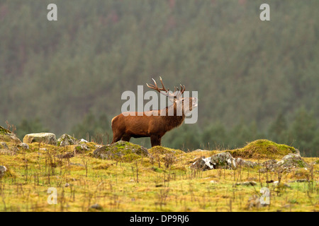 Rotwild-Hirsch im schottischen Hochland Stockfoto