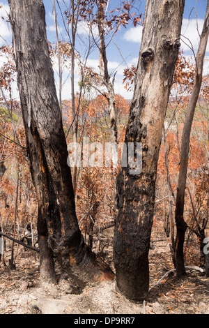 Verkohlte Baumstämme in einem verbrannten Wald nach einem Busch Waldbrände im Blue Mountains Nationalpark in New South Wales, Australien Stockfoto