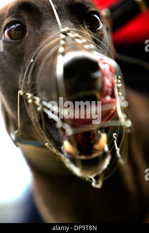 Ein Windhund-Hund auf der Rennstrecke in London Walthamstow Stadium-greyhound Stockfoto