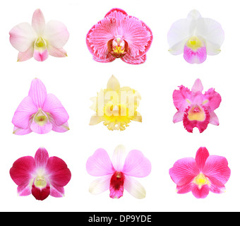 Gruppe-Orchidee isoliert auf weißem Hintergrund Stockfoto