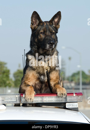 Ein Polizeihund K9 sitzt oben auf dem Polizeiauto. Stockfoto