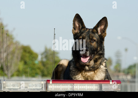 Ein Polizeihund K9 sitzt oben auf das Polizeiauto. Stockfoto