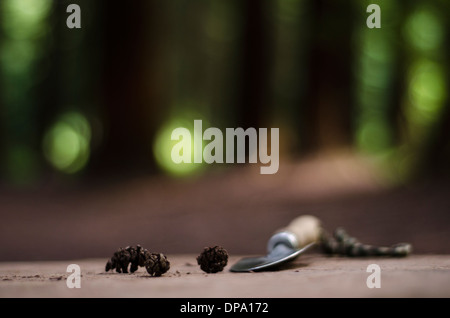 Nahaufnahme von Gartenarbeit Kelle neben einigen Tannenzapfen auf einem Baumstumpf im Wald, zur Veranschaulichung Baum Conservancy-mit Textfreiraum Stockfoto