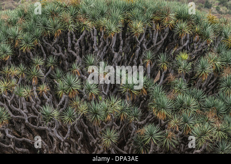 Teneriffa - Icod de Los Vinos. Der Drachenbaum. Stockfoto