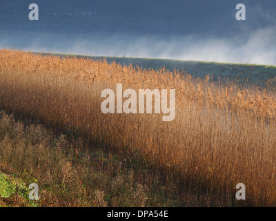 Schilf im Teich See in Wintermorgen Stockfoto