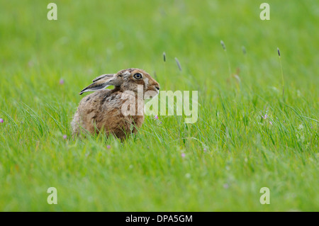 Feldhase (Lepus Europaeus). Manchmal auch bekannt als der Feldhase. Sitzen im Frühling Weide Stockfoto