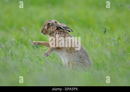 Feldhase (Lepus Europaeus). Manchmal auch bekannt als der Feldhase. Auf den Hinterbeinen stehend Stockfoto