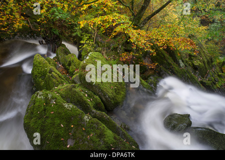 Herbstfarben am Stock Ghyll Kraft, Ambleside, Cumbria Stockfoto