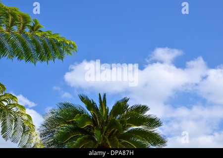 Tropischen Filialen am blauen Himmel mit weißen Wolken Stockfoto