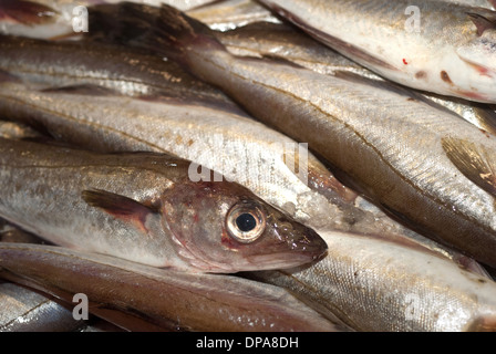 Wittling zum Verkauf auf Markt / North Shields Fisch Quay Stockfoto