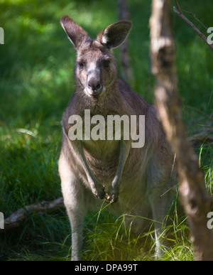 Porträt von Wallaby und Känguru im australischen Buschland Stockfoto