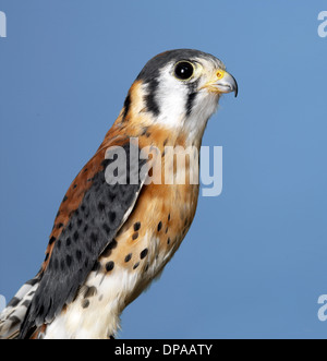 Amerikanische Kestrel Stockfoto