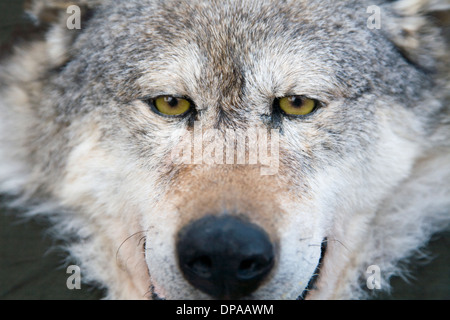 Fury Wolf Gesichtshaut mit Augen in der Hauptrolle Stockfoto