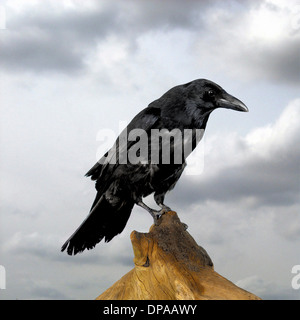 Crow Stockfoto