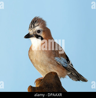 Jay thront auf Baumstumpf Stockfoto