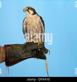 Lanner Falcon thront auf Seite Stockfoto