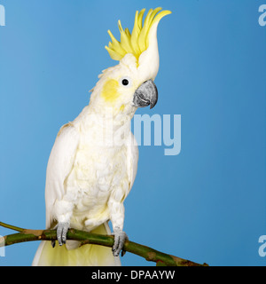 Schwefel Crested Cockatoo Stockfoto